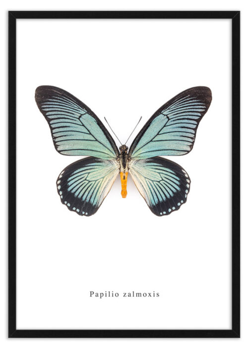 Poster vlinder Papilio zalmoxis