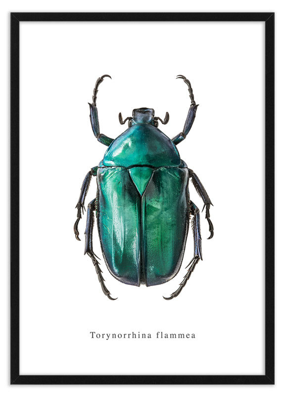 Poster kever Torynorrhina flammea