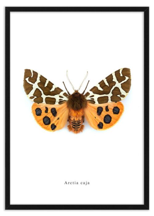 Poster nachtvlinder Arctia caja