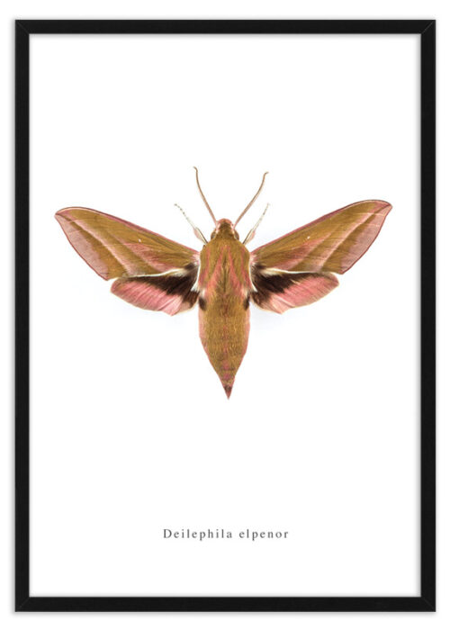 Poster nachtvlinder Deilephila elpenor