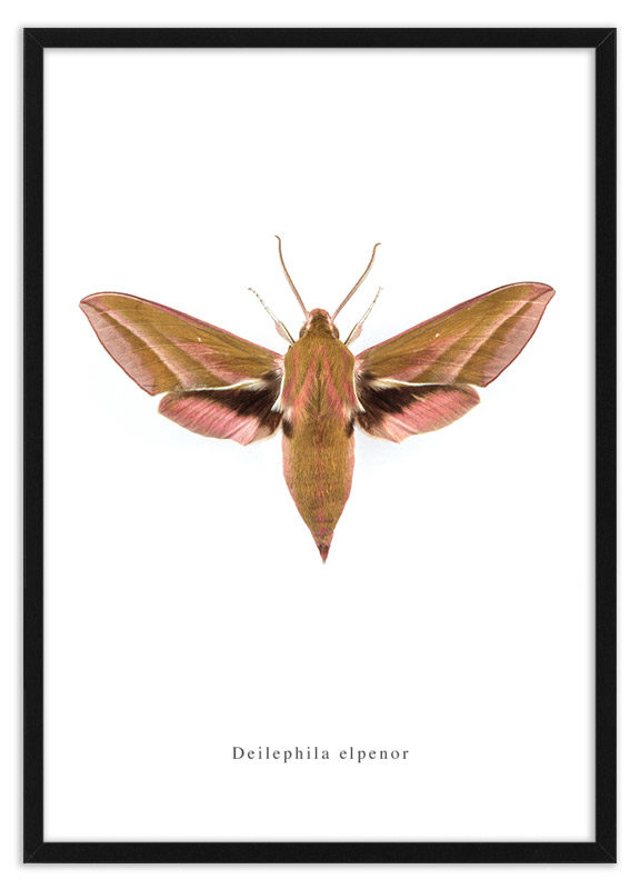 Poster nachtvlinder Deilephila elpenor