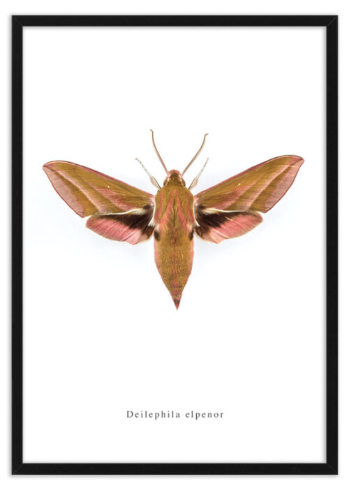 Poster nachtvlinder Deilephila elpenor