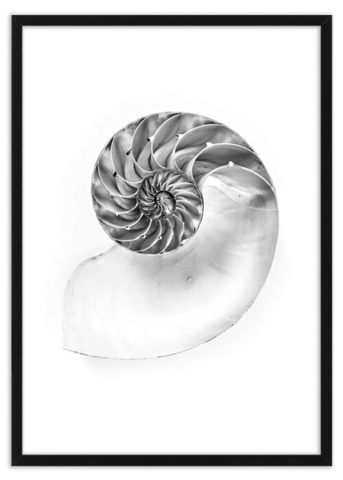 Poster schelp Nautilus