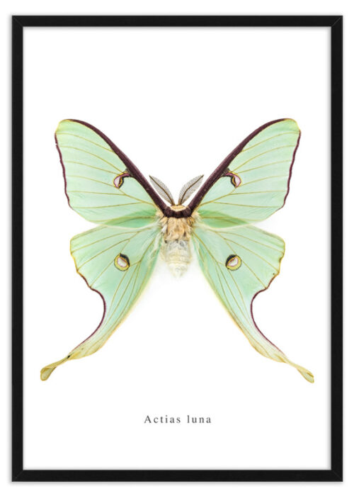 Poster nachtvlinder Actias luna