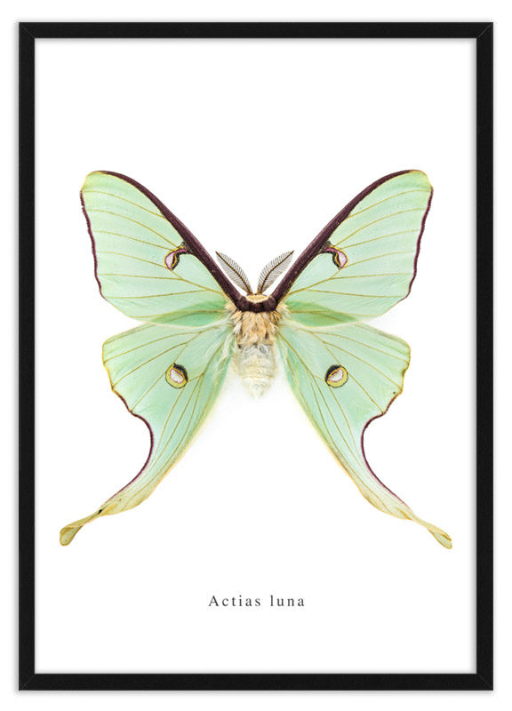 Poster nachtvlinder Actias luna
