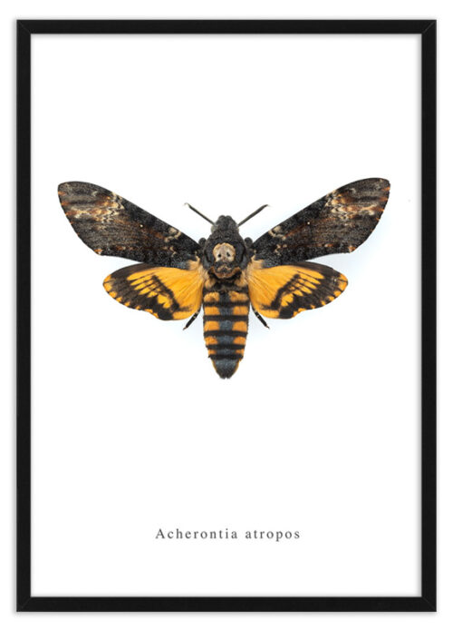 nachtvlinder Acherontia atropos_print_lijst