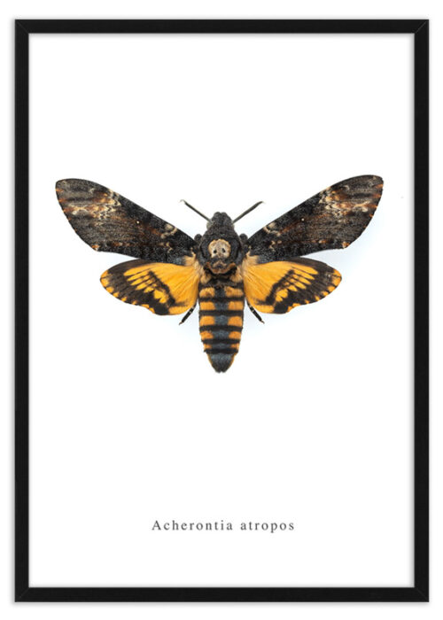 Poster doodshoofdvlinder Acherontia atropos