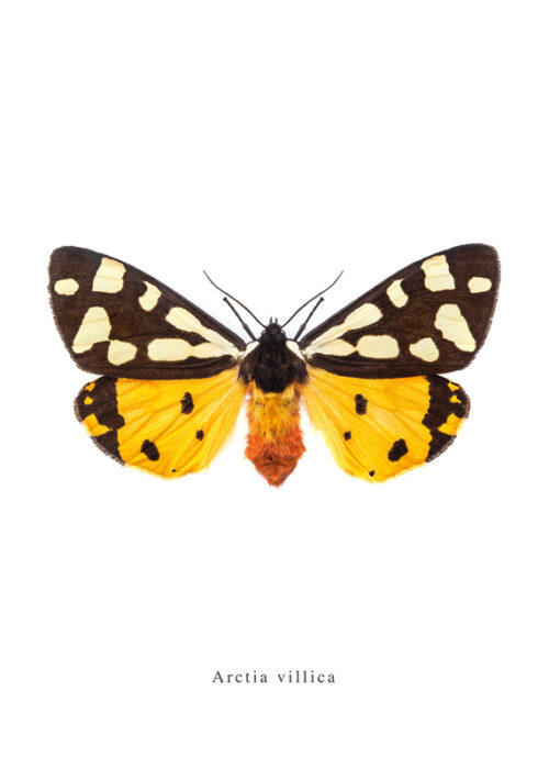 Poster nachtvlinder Arctia villica
