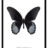 poster zwart wit vlinder papilio rumanzovia