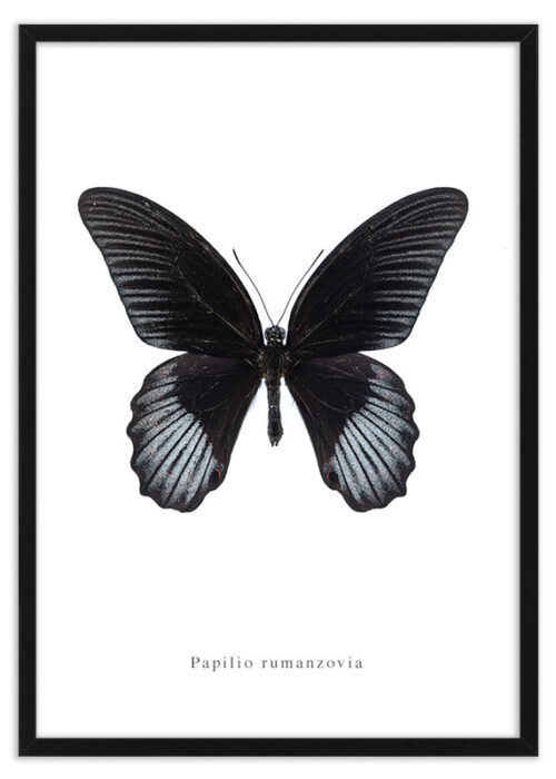 Poster vlinder Papilio rumanzovia