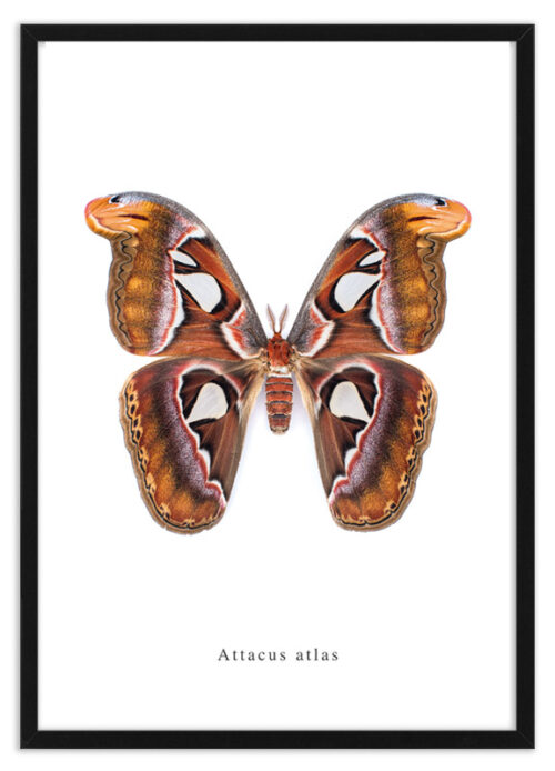 Attacus atlas nachtvlinder poster met lijst