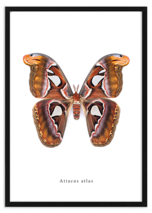 Attacus atlas nachtvlinder