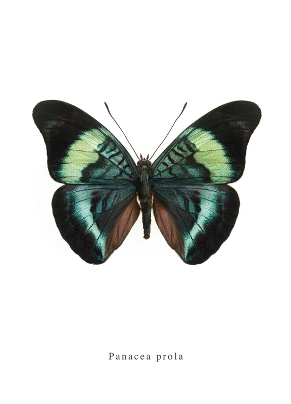 Panacea prola vlinder poster