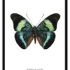 Panacea prola vlinder poster_lijst