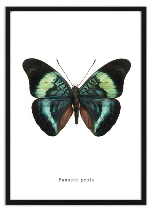 Panacea prola vlinder poster_lijst