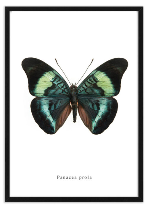 Panacea prola vlinder