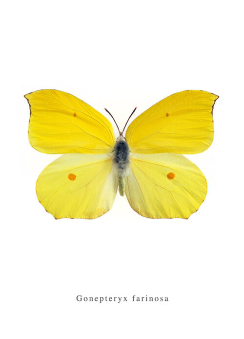 citroen vlinder poster