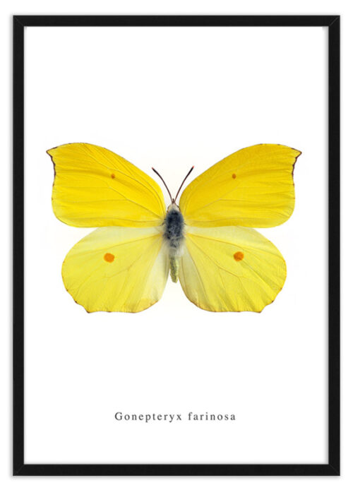 citroen vlinder poster lijst